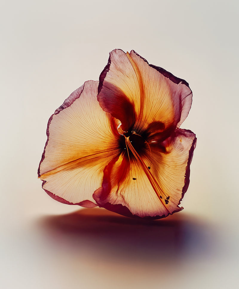 Pantomime-Not-selling-liquid